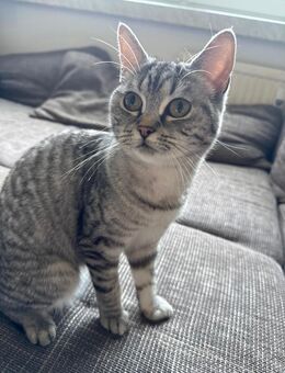 🐱 Luna (8,5 Monate) – Türkisch Angora BKH Mix - verspielte Wohnungskatze sucht liebevolles Zuhause - Berlin Marzahn-Hellersdorf