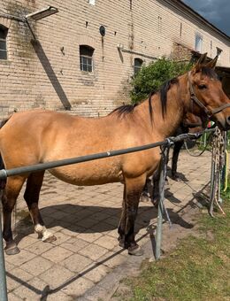 Bildhübsche Criollo-Mix Stute, 21 Jahre, Stockmaß 1,49 m - Ludwigsfelde