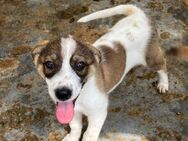 🎀 Verspielter Welpe Lucy sucht dich! 🐶 - Eislingen (Fils)