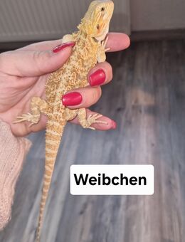 Farb-Bartagamen Jungtiere (pogona vitticeps) NZ 07 2025 - Offstein