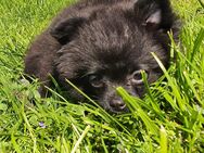 Pomchi Welpen - Merkelbach