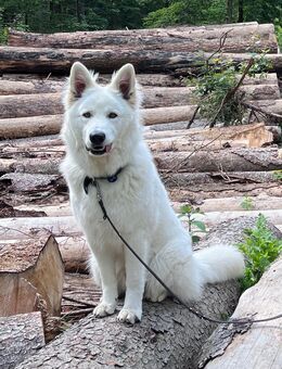 Schweizer Weißer Schäferhund Deckrüde - Traunreut