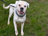 Tequila - wartet auf Boxer-Liebhaber - Salzwedel (Hansestadt) Zentrum