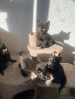 EKH Kitten abzugeben - Recklinghausen