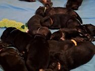 Deutsche Schäferhunde Langstockhaar Welpen