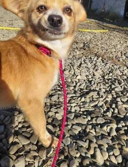 Herzensmenschen gesucht - Wallerfangen