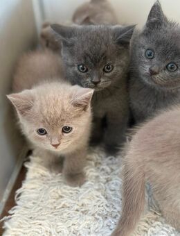 BKH Kitten - Böklund