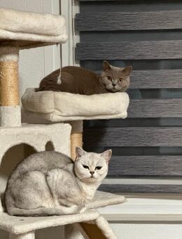 Zwei BKH Katzen - Bergkamen