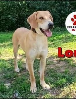 lieber Louis sucht ein Zuhause - Margetshöchheim