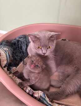 BKH KITTEN - Vechelde