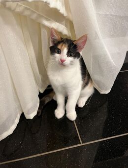 Verkaufen Katze - Achim