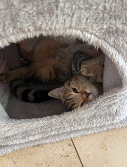 Süße weibliche Katze - Hofheim (Taunus)