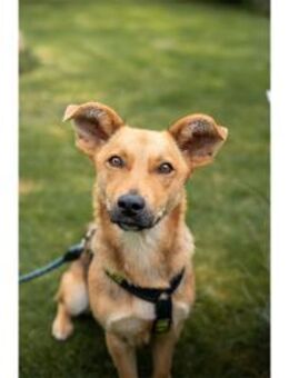 Queeny wartet in 74535 Mainhardt - Oberwies