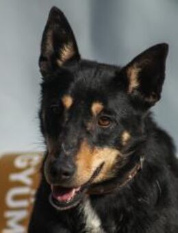 Kola Mix Hündin ca. 5 Jahre alt in HU - Reutlingen