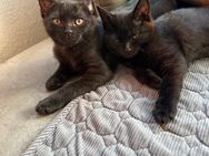 Britisch Kurzhaar Katze - Solingen (Klingenstadt)