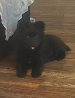 Tolle junge Eurasier Mix Hündi - Greiz