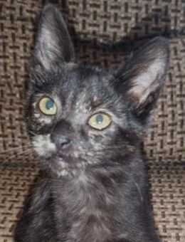 KATZE 3- zutrauliches Katzenmädchen - Kallmünz