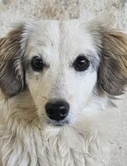 Cayla, geb. ca 05/2024, 53881 Euskirchen - Euskirchen