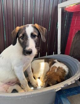 🐾 Verspielter junger Fabi 🐕 - Eislingen (Fils)