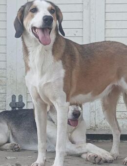 SHORTY - liebe süße junge Hündin - Aerzen