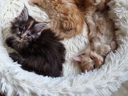 Maine coon kitten red silver tabby & schildpatt poly! - Kandel