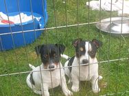 Kurzbeinige Jack Russel Terrier Welpen - Michelau (Oberfranken)