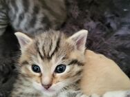 Katzenbaby - Frankenthal (Pfalz)