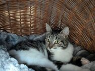 Connor sucht einen Kumpel zum Toben - Geldern