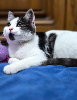Heute freier Besuchstermin Noch 1 weibliches Kitten Katzenbaby Katzen - Schwarzenbek