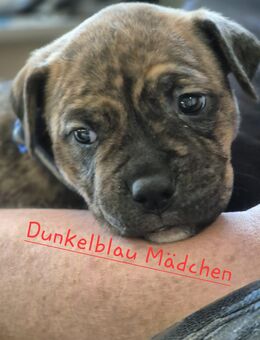 OEB Mix Welpen - Varel