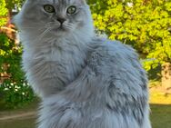 Wunderschöner Deckkater - Berlin