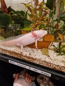 Axolotls abzugeben in 79400