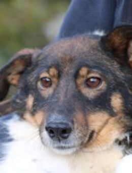 Jojola - zutraulich u. kinderlieb - Lohra