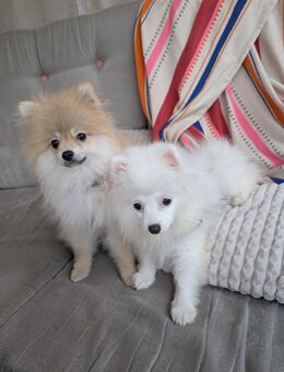 Zwergspitz-Mix Welpen (2 Hündin & 1 Rüde, 4 Monate) suchen Zuhause - Münster