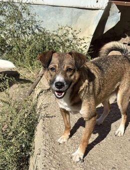 Tinel; Herz mit Schutzmodus - Geilenkirchen