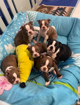 Reinrassige Traum Boston Terrier Welpen dürfen bald ausziehen ! - Aachen Zentrum