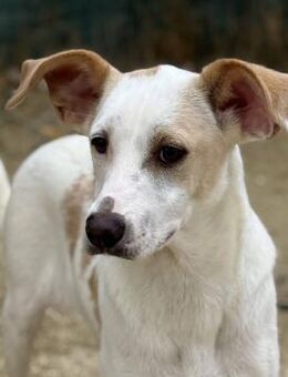 Melanija - verschmuste Junghündin - Berlin