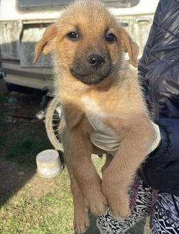 B681 Hundejunge sucht seine Familie - Neuberg