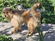 Wuschelhund PINA einfach nur süß - München