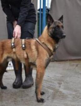 Maurice - Malinois-Fans aufgepasst - München