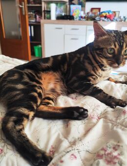 Bengal marblet Katze - Apensen