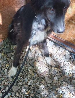 Luna sucht ihr Glück - Wallerfangen