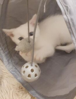 Zauberhafte bkh kitten in weiß mit blauen Augen abgabebereit - Oldenburg