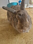 Luna sucht ein neues Zuhause in 07747