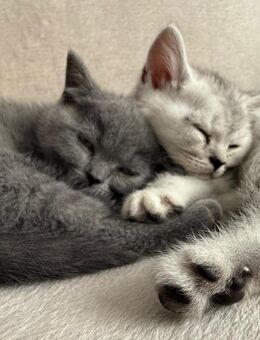 BKH Kitten - Bernau (Berlin)