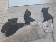 Katzenbabys - Herbolzheim Zentrum