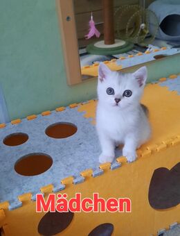 BKH hellgraues Mädchen - Kamenz