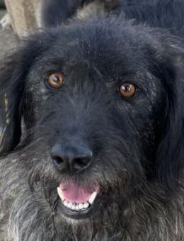 TOSCA-bezaubernde,hübsche Hündin, 54 cm - Rösrath