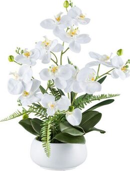 Kunstorchidee Orchidee Phalaenopsis, Creativ green, Höhe 55 cm, mit Farnzweigen