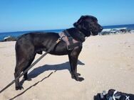Coffee, ein Traumhund - Berlin